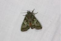 Polyphaenis sericata