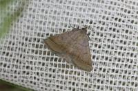 Zanclognatha lunalis