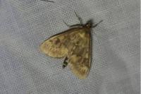 Ostrinia nubilalis