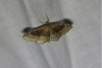 Idaea degeneraria