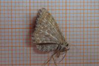 Scopula immorata