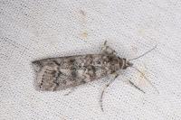 Dioryctria abietella