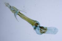 Dioryctria abietella