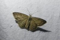 Scopula immorata
