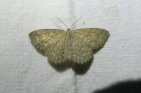 Scopula immorata