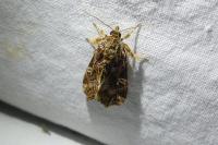Callopistria juventina