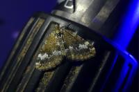Perizoma alchemillata