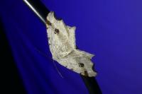 Macaria alternata