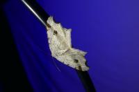 Macaria alternata