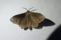 Dendrolimus pini pini