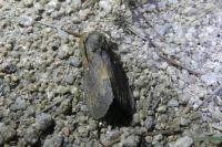 Dendrolimus pini pini