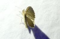 Euchoeca nebulata