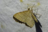 Euchoeca nebulata