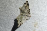 Macaria alternata