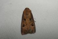 Agrotis exclamationis exclamationis