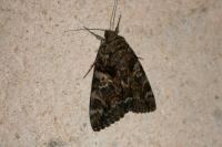Catocala dilecta