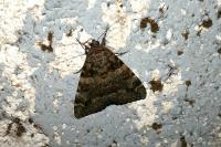 Catocala coniuncta