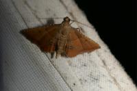 Endotricha flammealis