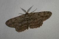 Hypomecis punctinalis