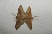 Idaea degeneraria