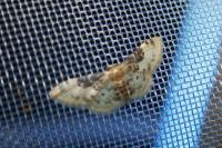 Idaea filicata