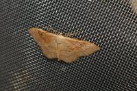 Idaea rubraria