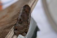 Noctua pronuba