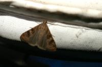 Nomophila noctuella