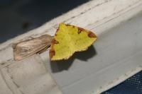 Opisthograptis luteolata