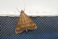 Ostrinia nubilalis