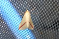 Rhodometra sacraria