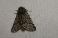 Thaumetopoea pityocampa