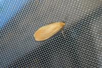 Wittia sororcula