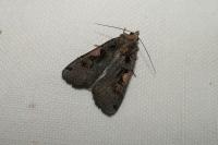 Xestia c-nigrum