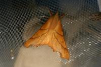 Ennomos fuscantaria