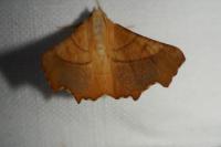 Ennomos fuscantaria