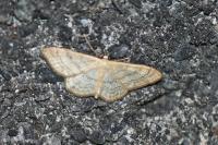 Idaea deversaria