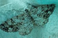 Peribatodes secundaria secundaria