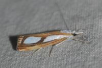 Catoptria gr. permutatellus