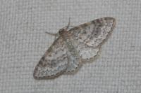 Hydrelia sylvata