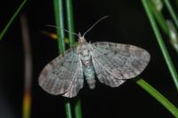 Pasiphila debiliata