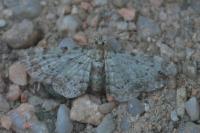 Pasiphila debiliata