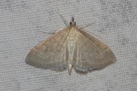 Anania fuscalis