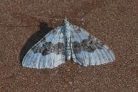 Xanthorhoe montanata