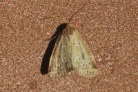 Photedes minima