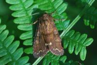 Ceramica pisi