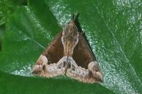 Hypena crassalis