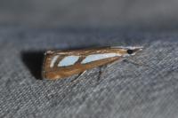 Catoptria gr. permutatellus