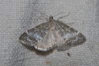 Evergestis sophialis