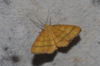 Idaea aureolaria
